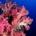 coral_soft_arch_v_0705_png1038.jpg